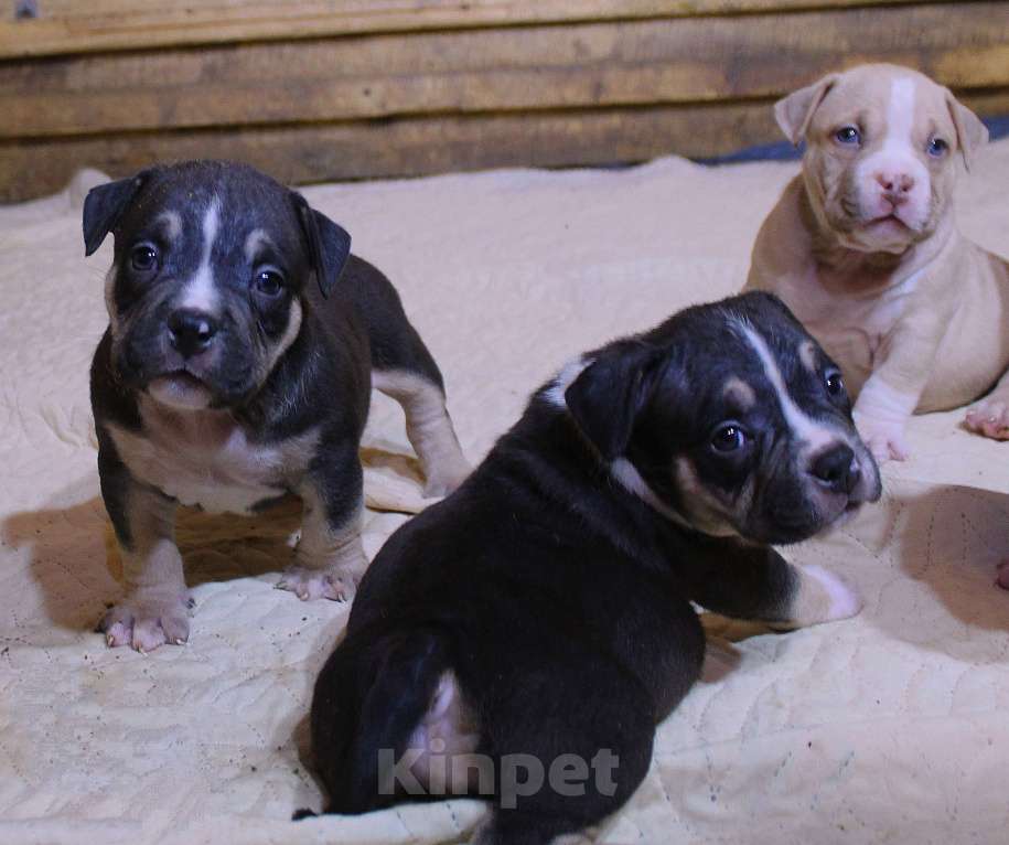 Собаки в Москве: Мальчики и девочки американский булли. Разнополые, 70 000 руб. - фото 2