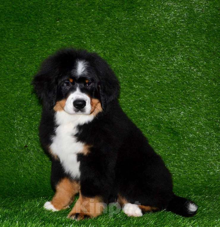 Собаки в Москве: Девочка Бернский зенненхунд  Девочка, 120 000 руб. - фото 9