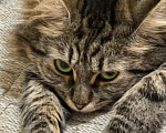 Кошки в Санкт-Петербурге: Кошечка Милана Девочка, Бесплатно - фото 3