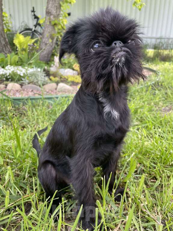 Собаки в Краснодаре: Щенок бельгийского гриффона Девочка, 40 000 руб. - фото 4