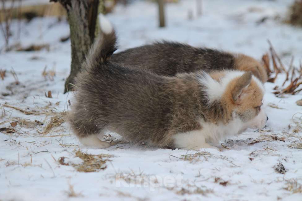 Собаки в Одинцово: Вельш Корги Пемброк Мальчик, 60 000 руб. - фото 4