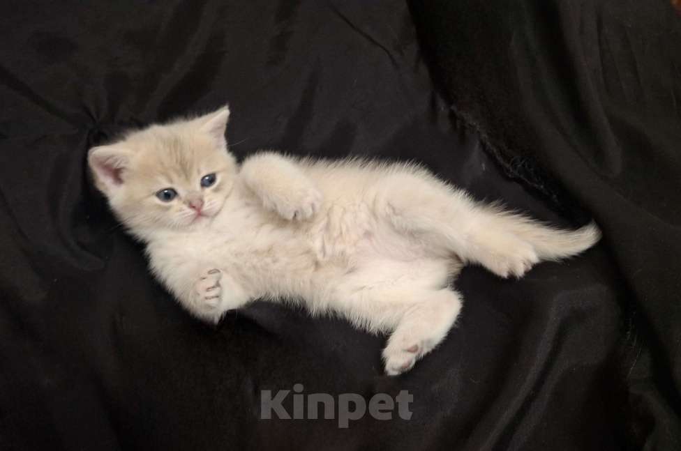 Кошки в Москве: Шотланская кошечка "голубое золото" Девочка, 37 000 руб. - фото 5