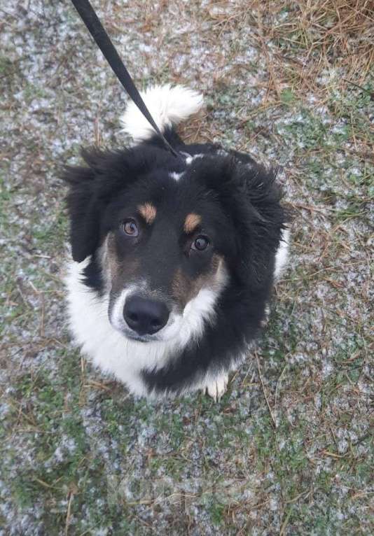 Собаки в Москве: Очаровательный щенок, метис аусси в дар Мальчик, Бесплатно - фото 1
