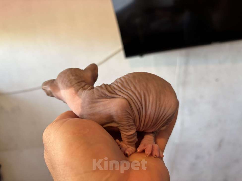 Кошки в других городах Волгоградской области: Открыт для бронирования котенок канадского сфинкса (Девочка) родилась 04.08.25. Бронь 2000 рублей Девочка, 8 000 руб. - фото 2