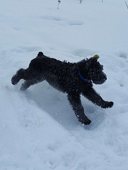 Щенки ризеншнауцера