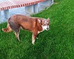 Собаки в Уфе: Рыжая собака на ул. Р. Зорге (гостиница Амакс) Мальчик, Бесплатно - фото 3