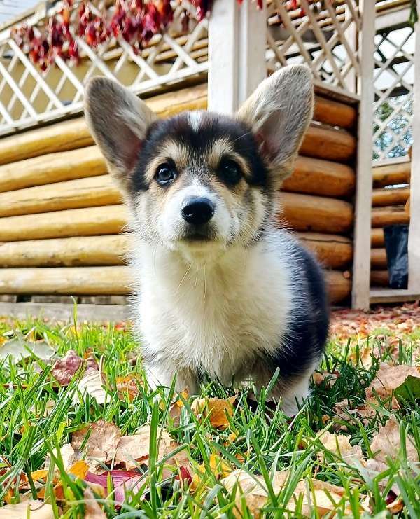 Собаки в Екатеринбурге: Толстопопый милаш Вельш-корги Пемброк Томас Мальчик, 55 000 руб. - фото 8