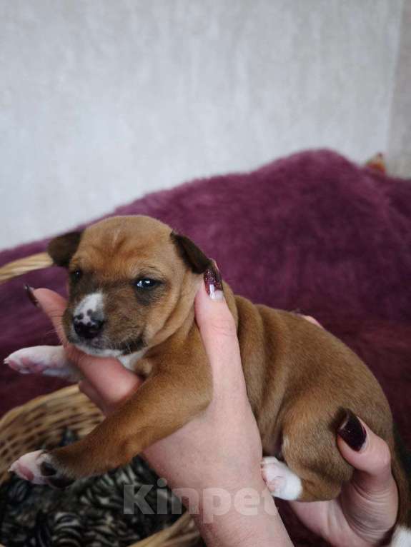 Собаки в Санкт-Петербурге: Щенки басенджи Мальчик, 75 000 руб. - фото 9