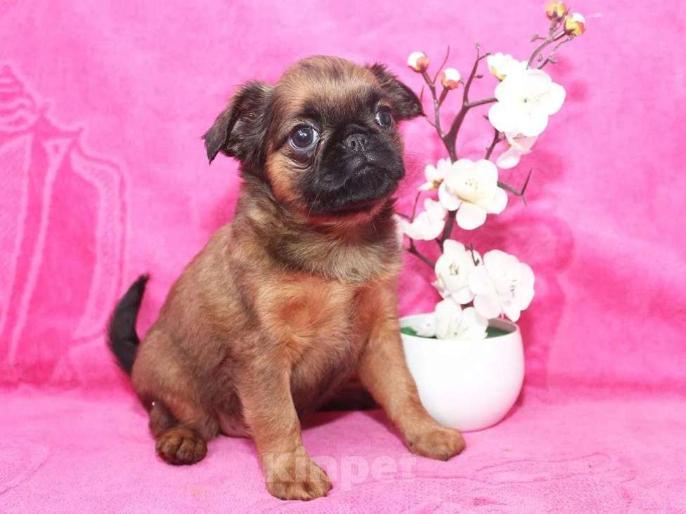 Собаки в Санкт-Петербурге: Шалунья Девочка, 80 000 руб. - фото 2