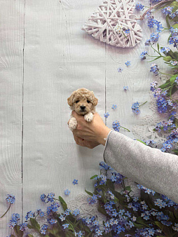 Милая малышка мальтипу