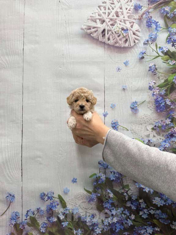 Собаки в Москве: Милая малышка мальтипу Девочка, 60 000 руб. - фото 1