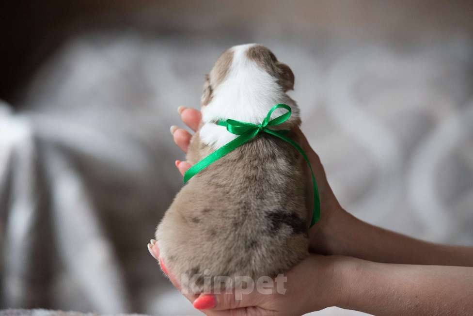 Собаки в Москве: Миниатюрная американская овчарка (мини-аусси) Девочка, 250 000 руб. - фото 2