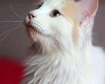 Кошки в Малоархангельске: Котик Белый, 77 руб. - фото 4