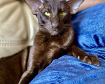 Кошки в Клине: Кот Ориентальной породы приглашает кошку для вязки Мальчик, 1 руб. - фото 2