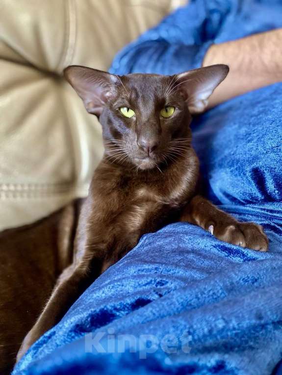 Кошки в Клине: Кот Ориентальной породы приглашает кошку для вязки Мальчик, 1 руб. - фото 2