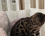 Кошки в других городах Московской области: Потерялся бенгальский котик Мальчик, 5 000 руб. - фото 6