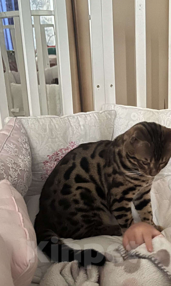Кошки в других городах Московской области: Потерялся бенгальский котик Мальчик, 5 000 руб. - фото 6
