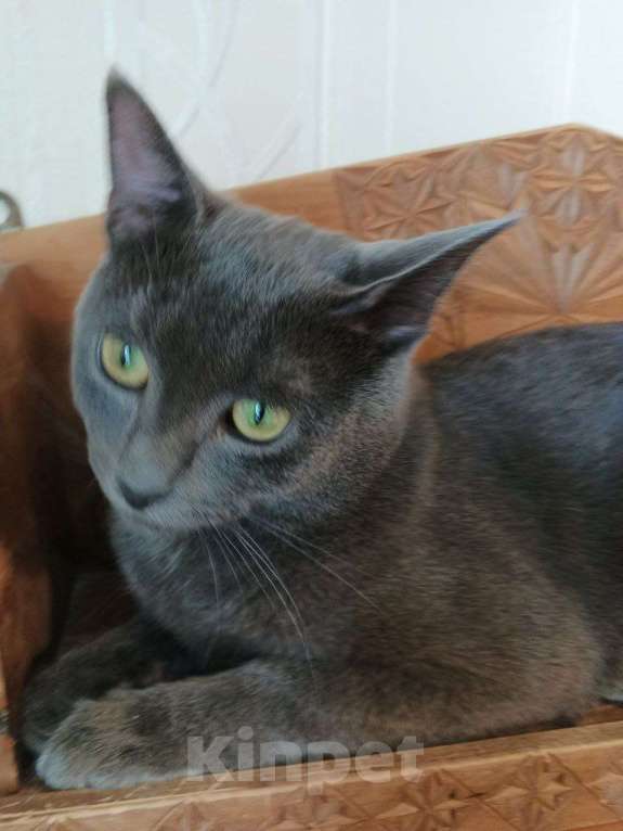 Кошки в Долгопрудном: Оскар идеален для дома Мальчик, Бесплатно - фото 7