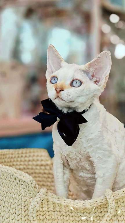 Кошки в Новосибирске: Девон рекс Мальчик, Бесплатно - фото 2