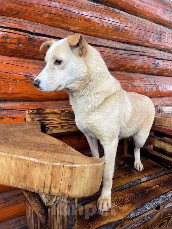Собаки в Владимире: Девочка в добрые руки Девочка, Бесплатно - фото 2