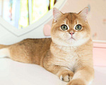 Кошки в Владивостоке: Британский котенок Карат Мальчик, 80 000 руб. - фото 2
