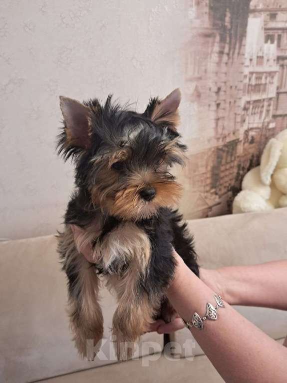 Собаки в Ставрополе: Щенки Йоркширского терьера Мальчик, Бесплатно - фото 2