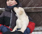 Собаки в Задонске: Девочка Лабрадора Девочка, 60 000 руб. - фото 2