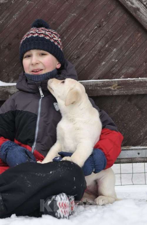 Собаки в Задонске: Девочка Лабрадора Девочка, 60 000 руб. - фото 2