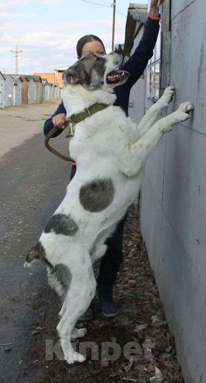Собаки в Кемерово: Вязка, 1 руб. - фото 1