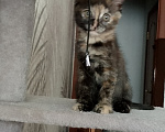 Кошки в Москве: Котёнок черепахового окраса Девочка, Бесплатно - фото 3
