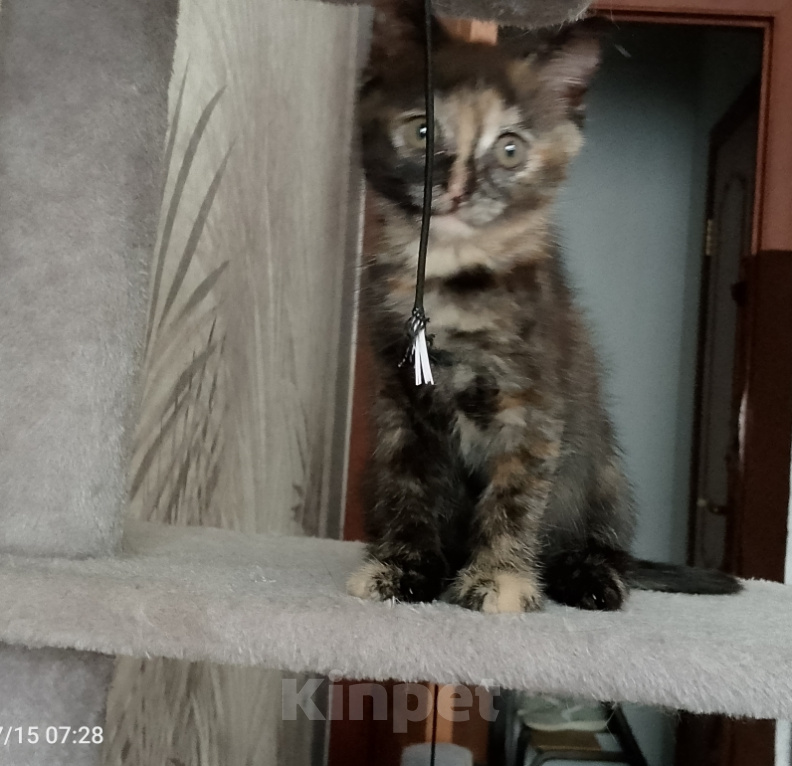 Кошки в Москве: Котёнок черепахового окраса Девочка, Бесплатно - фото 3