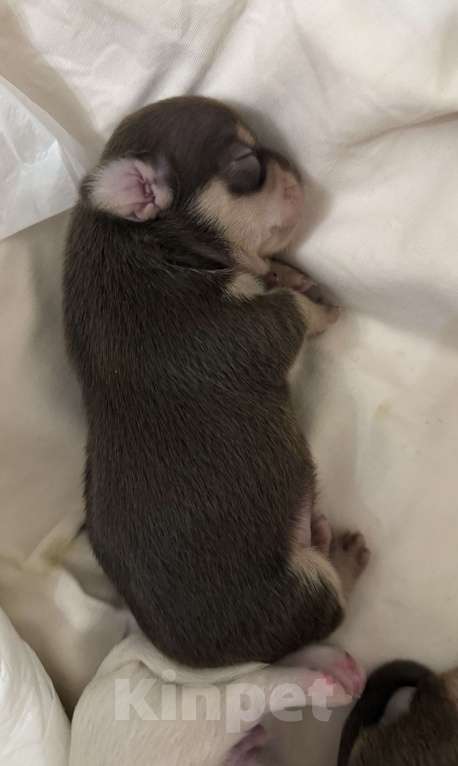 Собаки в Москве: Чихуашки Мальчик, 1 000 руб. - фото 1