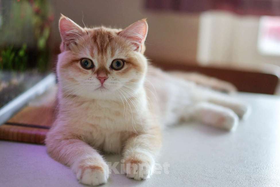 Кошки в Москве: Девочка шоколадное золото  Девочка, 100 000 руб. - фото 5