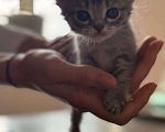 Кошки в Кемерово: Котята 1 месяц, родились 3 августа,  Мальчик, Бесплатно - фото 3