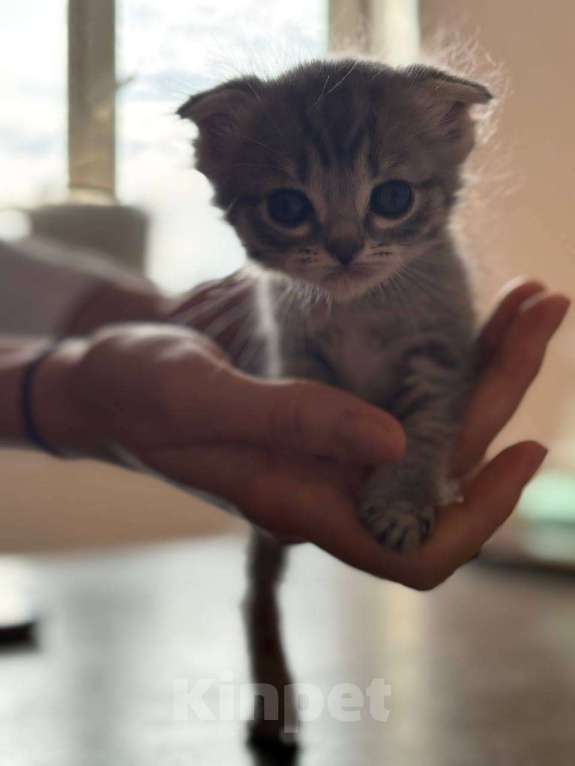Кошки в Кемерово: Котята 1 месяц, родились 3 августа,  Мальчик, Бесплатно - фото 3