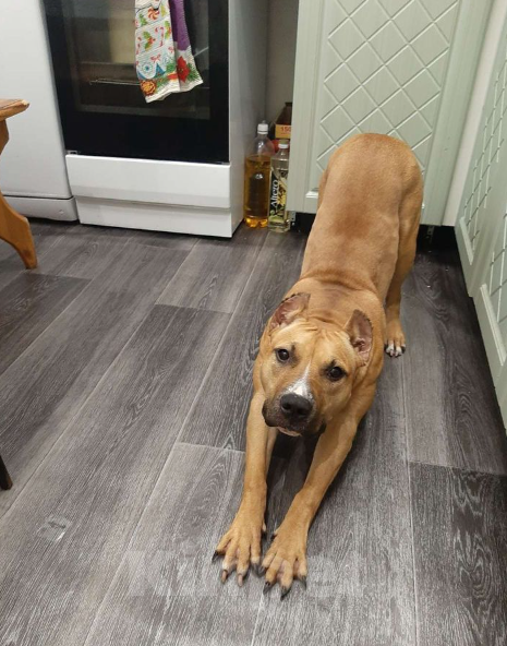 Собаки в Нефтеюганске: Отдам собаку в хорошие руки  Девочка, 10 руб. - фото 6