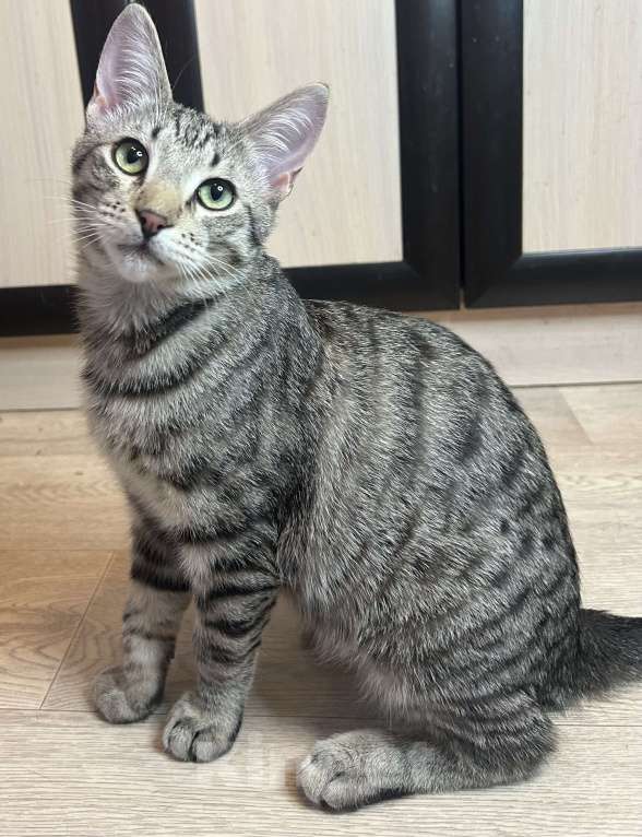 Кошки в Мурином: Котёнок подросток Бэм продолжает искать хозяна Мальчик, Бесплатно - фото 4