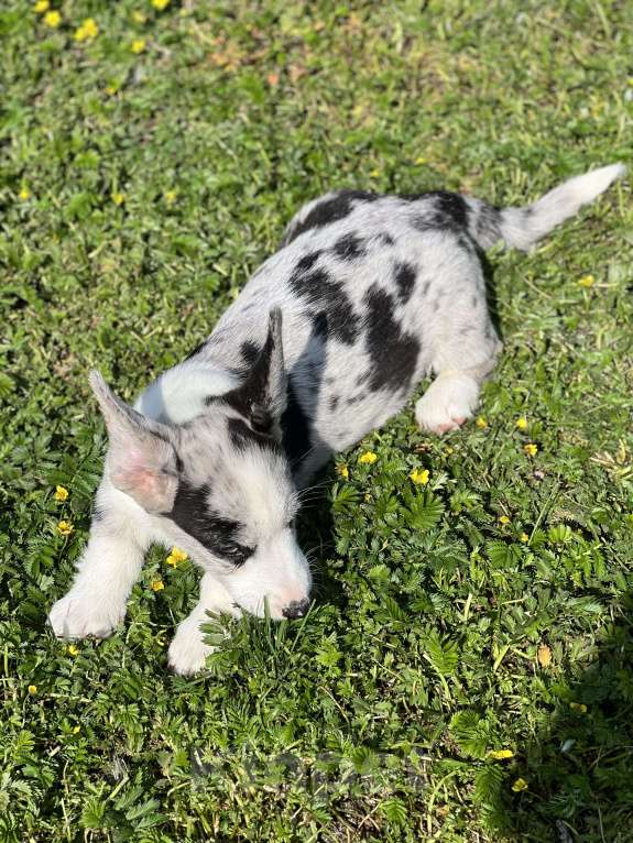Собаки в Новосибирске: Девочка корги, доставка Девочка, 60 000 руб. - фото 4