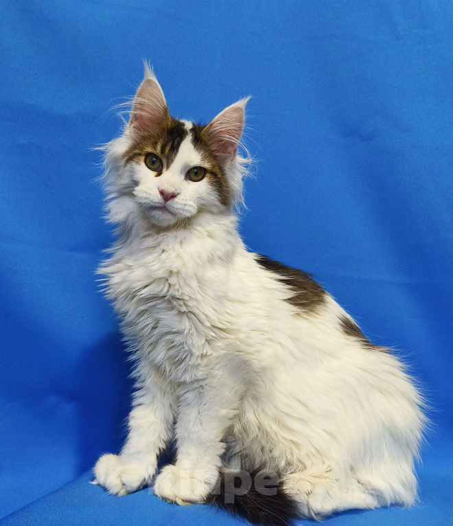 Кошки в Москве: Котенок Мейн-Кун Полидакт Мальчик, 85 000 руб. - фото 3