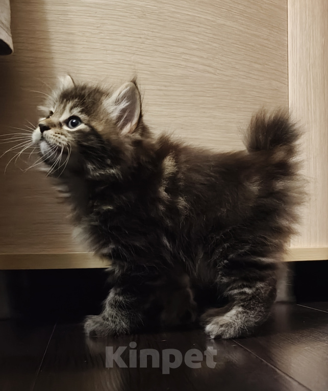 Кошки в других городах Московской области: Котята курильского бобтейла Разнополые, 60 000 руб. - фото 2