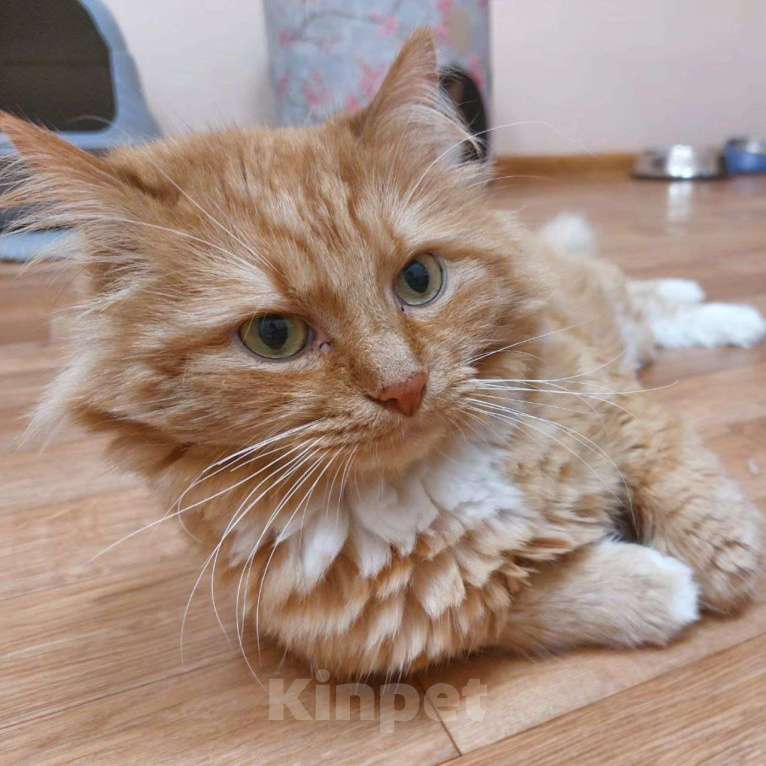 Кошки в Москве: Котик Бублик в добрые руки Девочка, Бесплатно - фото 5