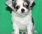 Собаки в Санкт-Петербурге: чихуахуа мальчик Мальчик, 50 000 руб. - фото 6