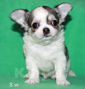 Собаки в Санкт-Петербурге: чихуахуа мальчик Мальчик, 50 000 руб. - фото 6