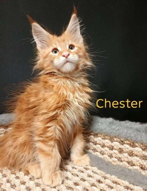 Кошки в других городах Ленинградской области: Мейн-кун котенок Мальчик, 70 000 руб. - фото 1