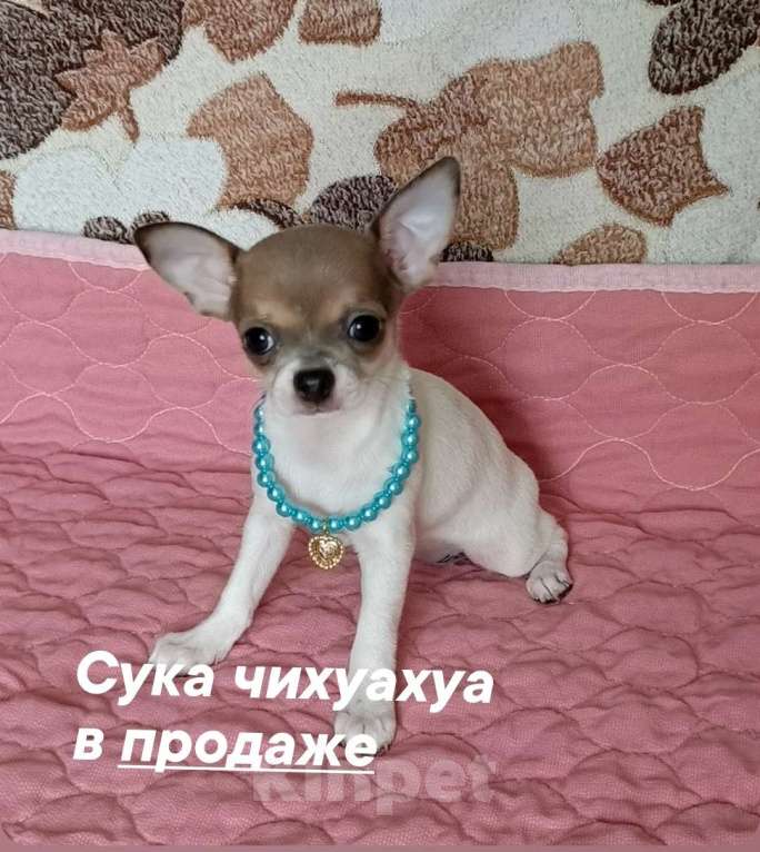 Собаки в Челябинске: Куколка девЧишка Девочка, 30 000 руб. - фото 1