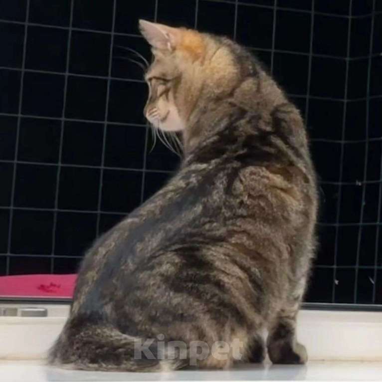 Кошки в Москве: Коту отрубили хвостик Мальчик, Бесплатно - фото 4