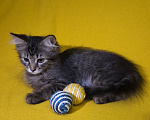 Кошки в Москве: Кошечка Маня ищет дом Девочка, Бесплатно - фото 5