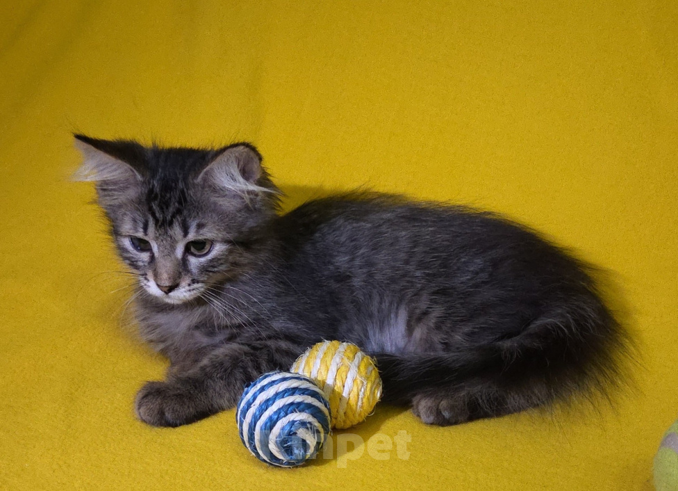 Кошки в Москве: Кошечка Маня ищет дом Девочка, Бесплатно - фото 5