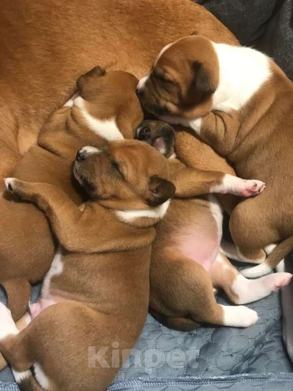 Собаки в Санкт-Петербурге: Щенки басенджи Мальчик, 75 000 руб. - фото 10