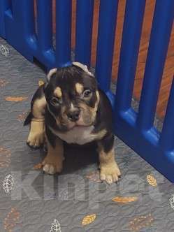 Собаки в других городах Московской области: Американские Девочка, 120 000 руб. - фото 1